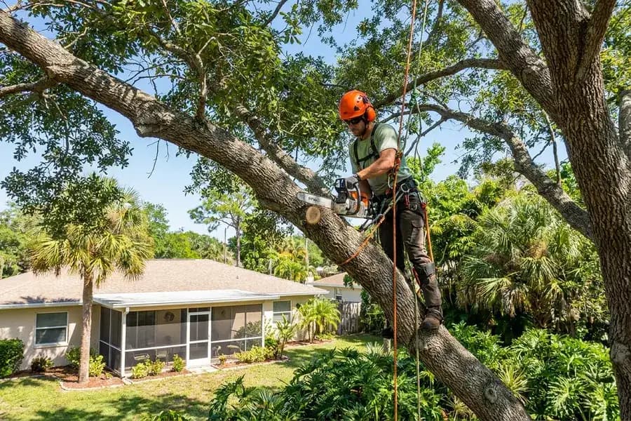 Tree Removal services in Florida