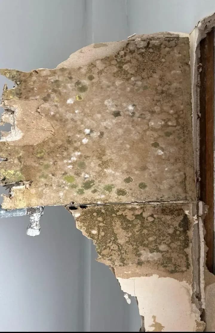 Real Mold Remediation Orlando photo 2