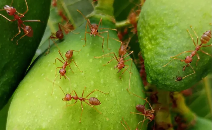 Aruza Pest Control of Orlando photo 3