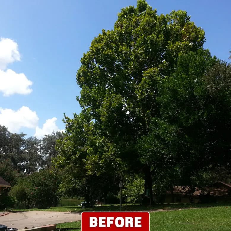 Beaver Tree Service, Inc. photo 3